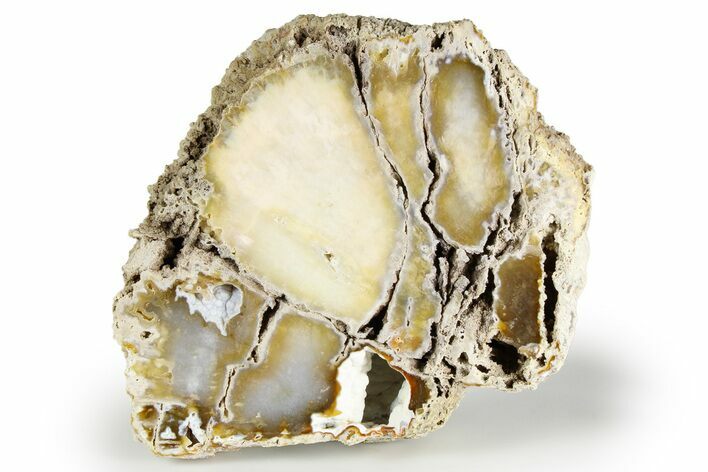 Agatized Fossil Coral - Florida #257868